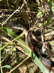 Pantherophis spiloides