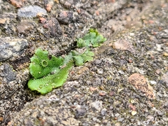 Marchantia polymorpha