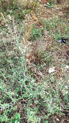 Xylocopa