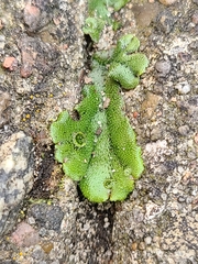 Marchantia polymorpha