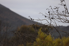 Gavicalis virescens