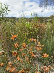 Pultenaea paleacea
