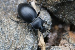Carabus glabratus