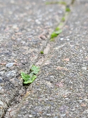 Marchantia polymorpha