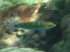 Thalassoma lunare