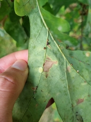 Neuroterus quercusbaccarum