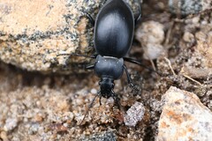 Carabus glabratus