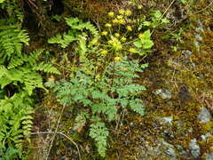 Lomatium serpentinum