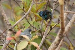 Dacnis cayana