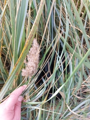 Phragmites australis