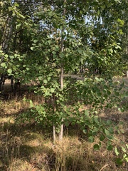 Populus tremula