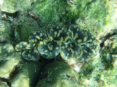 Tridacna maxima