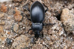 Carabus glabratus