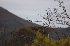 Gavicalis virescens
