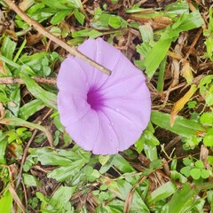 Ipomoea cairica