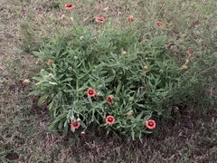 Gaillardia pulchella