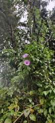 Ipomoea cairica