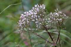 Valeriana