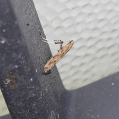 Caloptilia populetorum