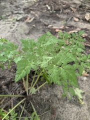 Anthriscus sylvestris