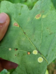 Neuroterus anthracinus