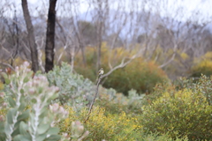Gavicalis virescens