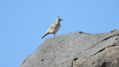 Galerida cristata