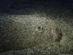 Uranoscopus scaber