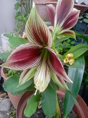 Hippeastrum reticulatum