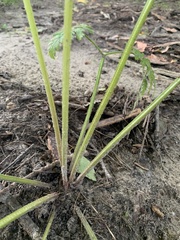 Anthriscus sylvestris