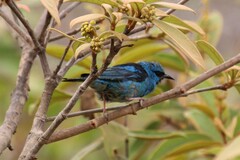 Dacnis cayana