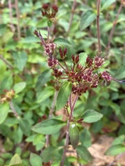 Pomax umbellata