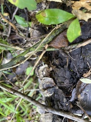 Kretzschmaria deusta