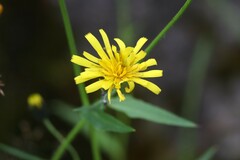 Hieracium umbellatum