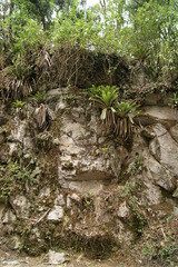 Vriesea