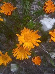 Oedera imbricata
