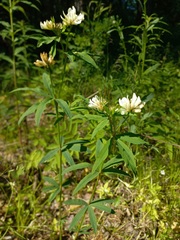 Trifolium lupinaster