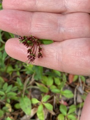 Pomax umbellata