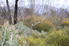Gavicalis virescens