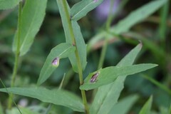 Hieracium umbellatum