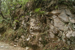 Vriesea