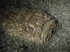Uranoscopus scaber