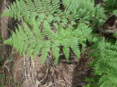 Dryopteris