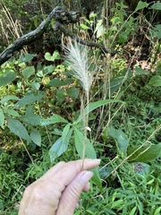 Elymus villosus