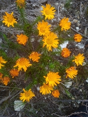 Oedera imbricata