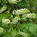 Ribes hudsonianum - Photo (c) mhays, algunos derechos reservados (CC BY-NC), uploaded by mhays