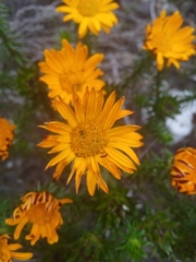 Oedera imbricata