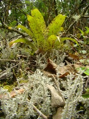 Vriesea