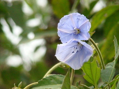 Convolvulaceae