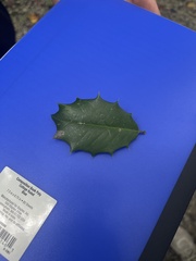 Ilex